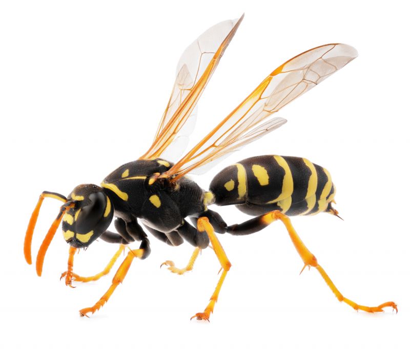 Stinging Insect Extermination