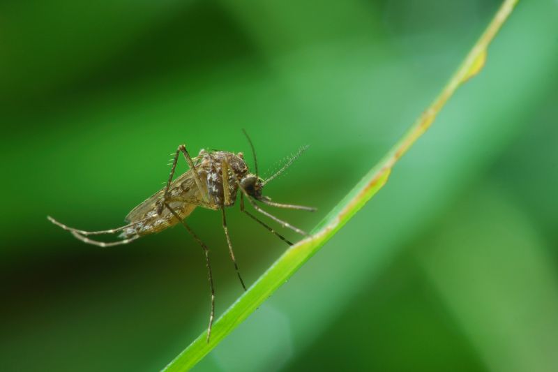 Joes Mosquito Control