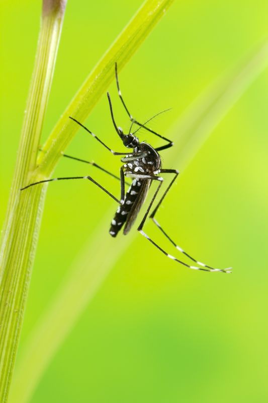 Joes Mosquito Control