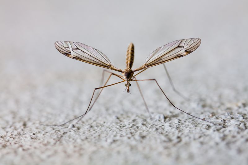 Why Commercial Mosquito And Fly Control Matters For Businesses